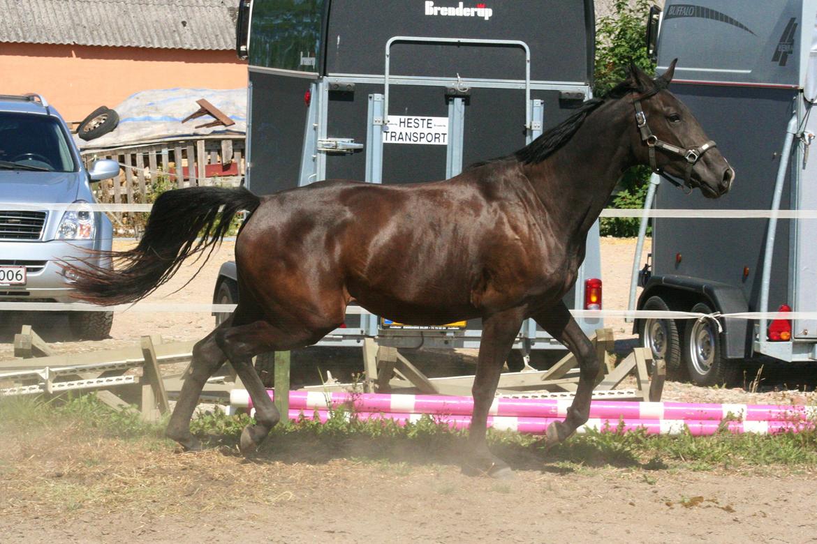 Dansk Varmblod Alphabeat - Sommer 2013 - 2 år billede 34