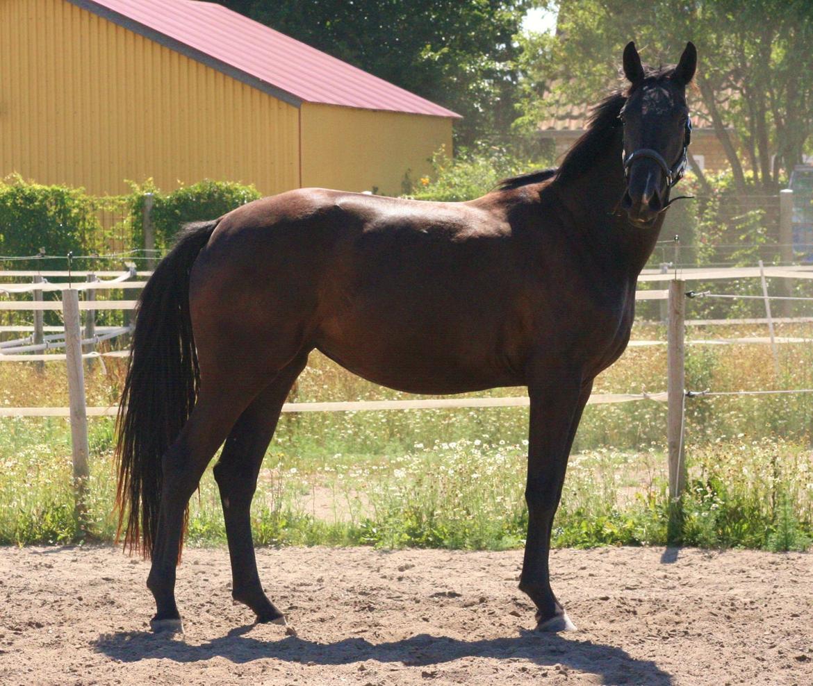 Dansk Varmblod Alphabeat - Sommer 2013 - 2 år billede 32