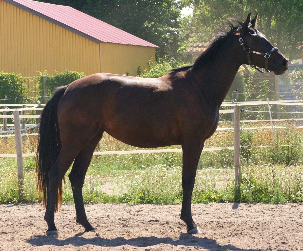 Dansk Varmblod Alphabeat - Sommer 2013 - 2 år billede 46