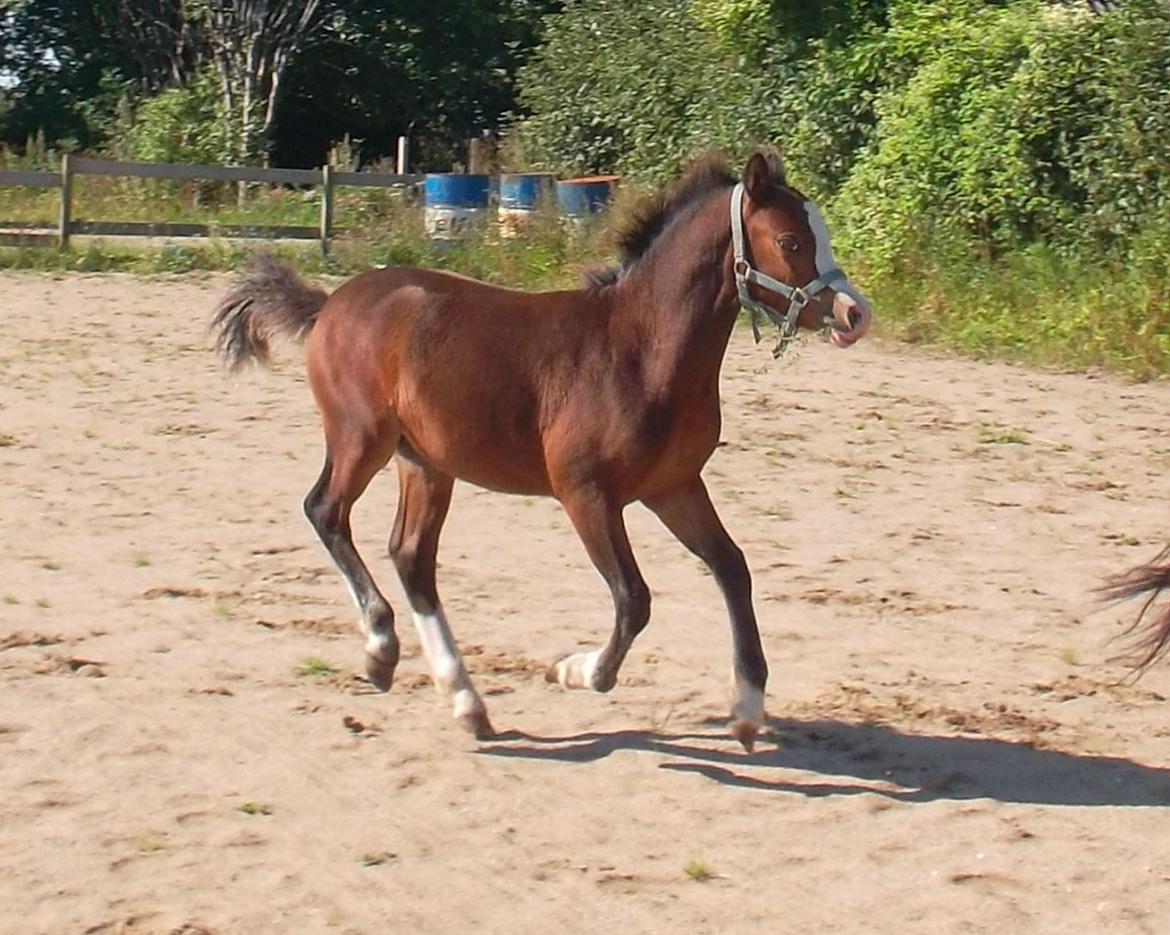 Welsh Mountain (sec A) SOLGT  casanova ad guldborggaard billede 21