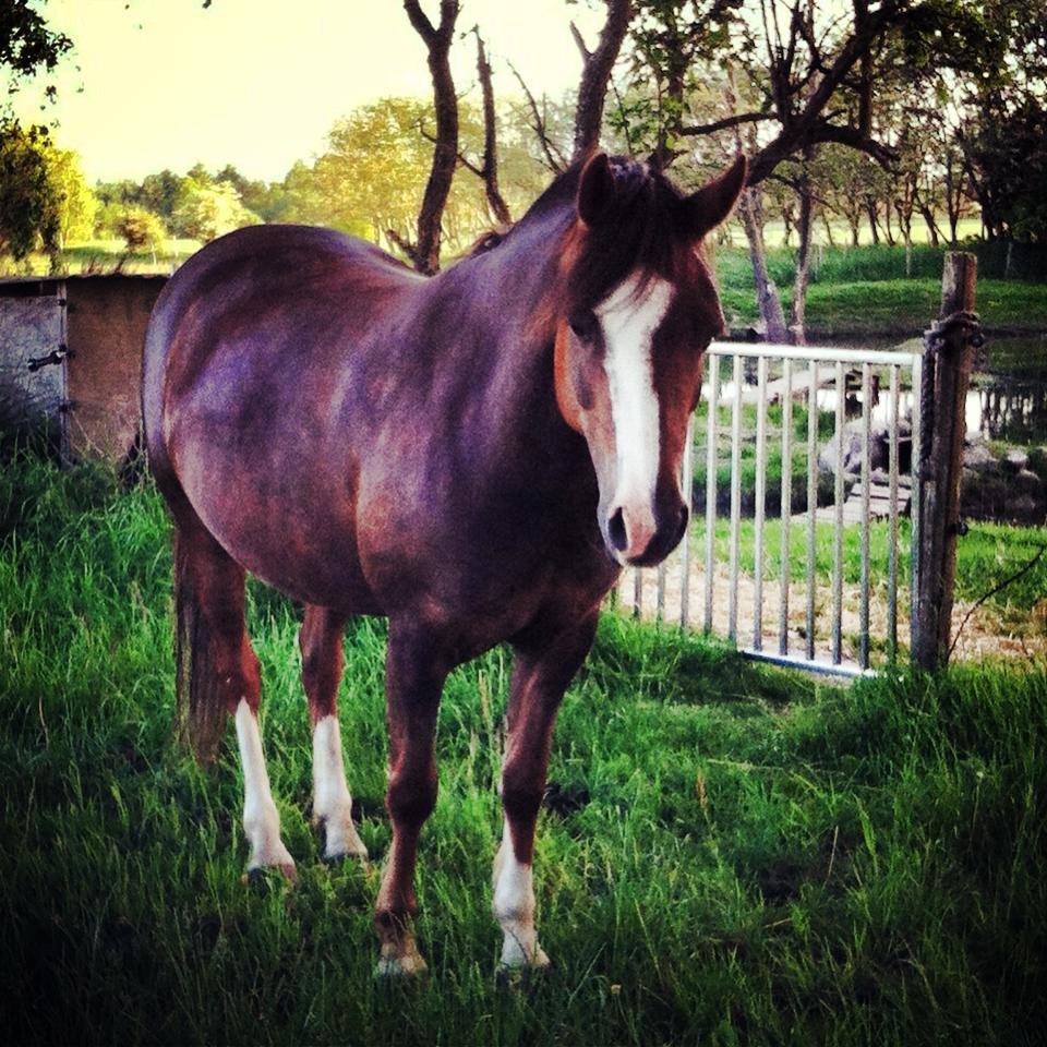 Anden særlig race Flicka billede 5