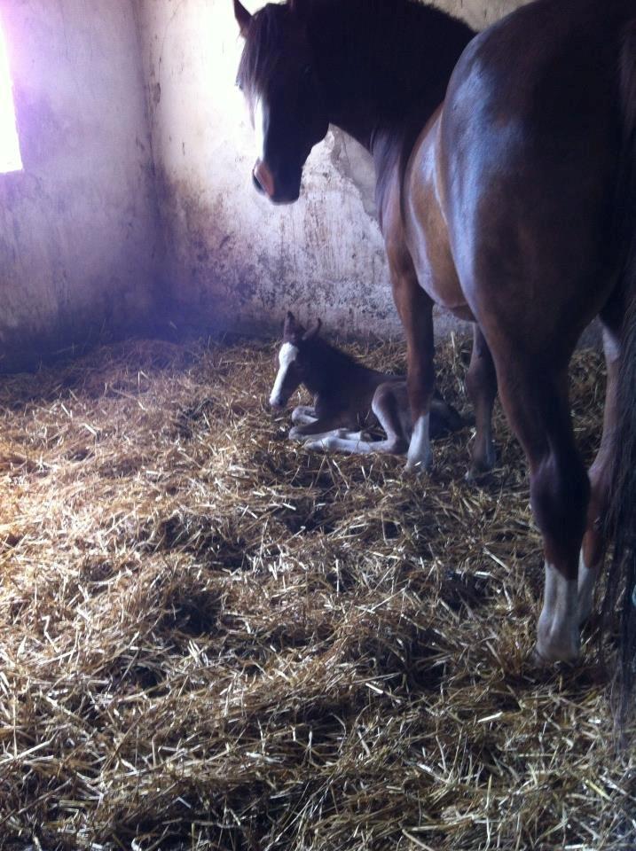 Anden særlig race Flicka billede 6