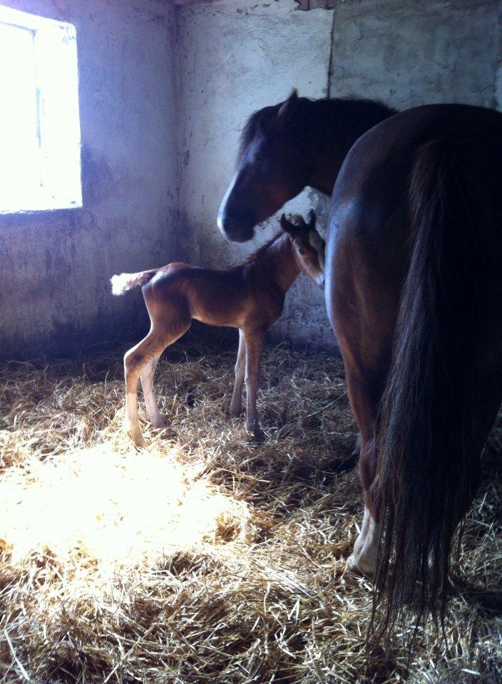Anden særlig race Flicka billede 7