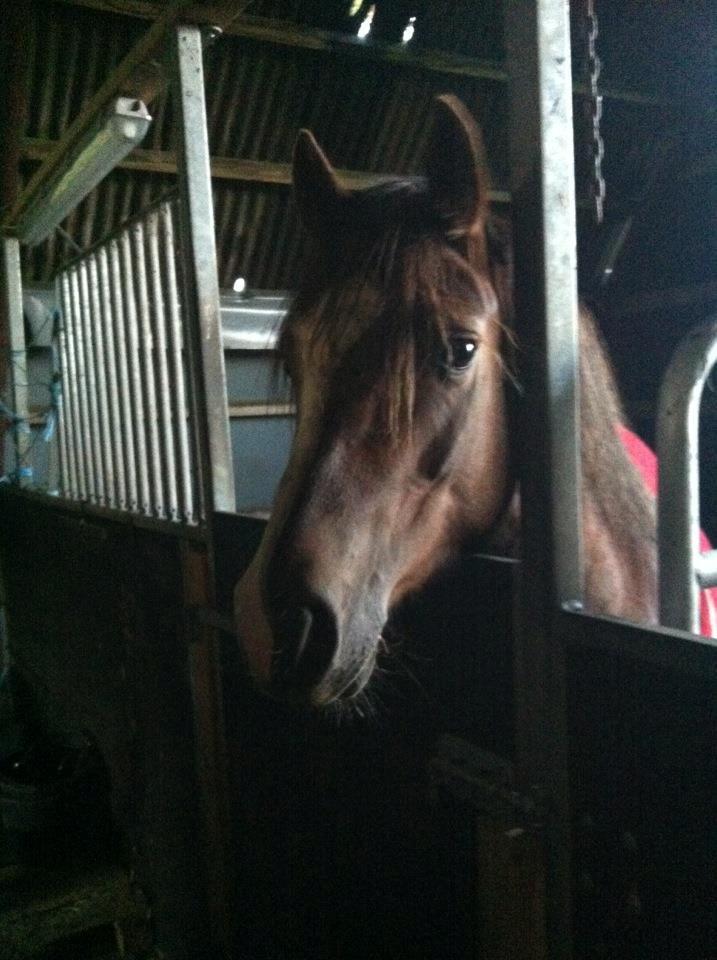 Anden særlig race Flicka billede 8