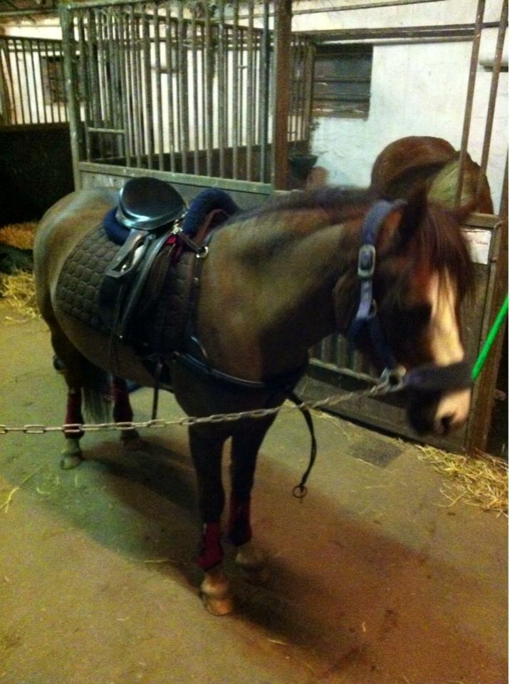 Anden særlig race Flicka billede 11