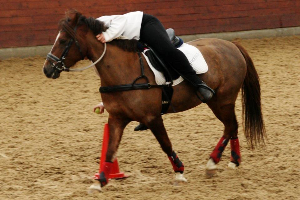 Anden særlig race Flicka billede 14