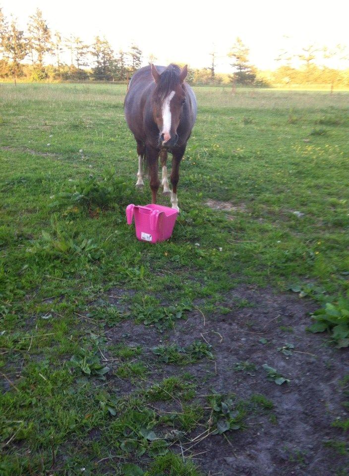 Anden særlig race Flicka billede 12