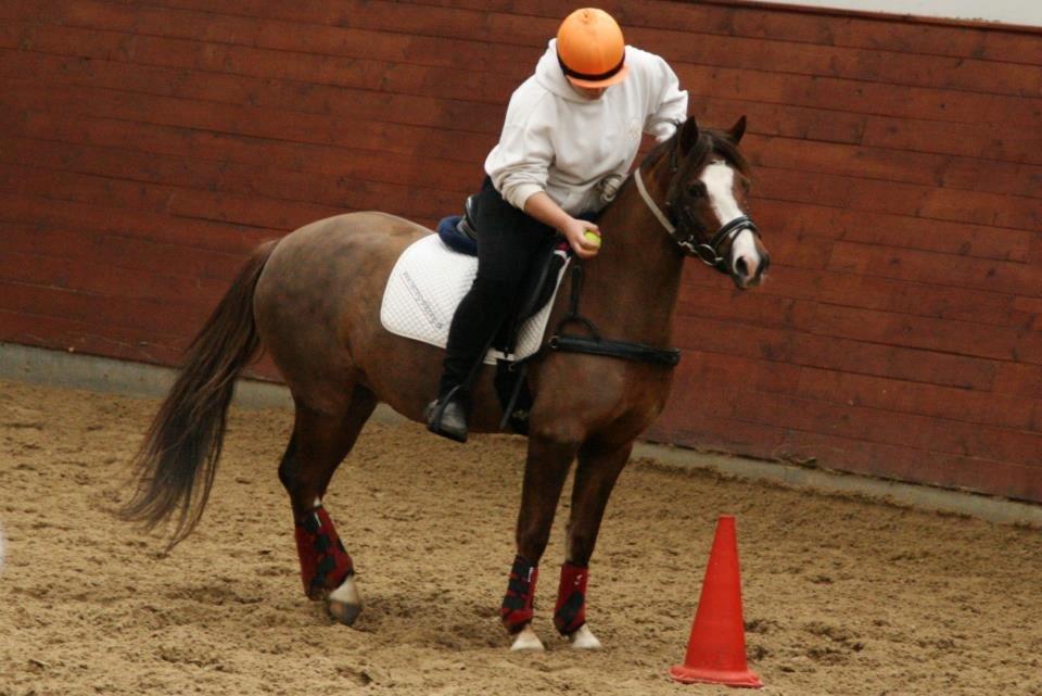 Anden særlig race Flicka billede 16