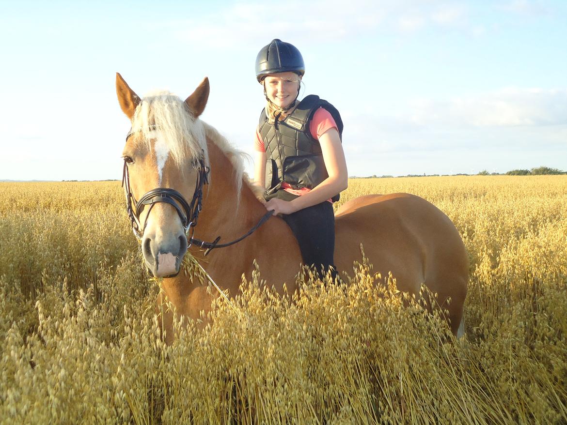 Haflinger missy <3 - Inden markerne bliver høstet! <3 billede 4