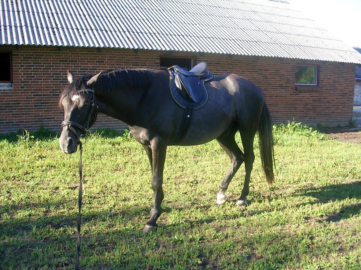 Dansk Varmblod Landianos-ø - første gang i longe med sadel og trense billede 17