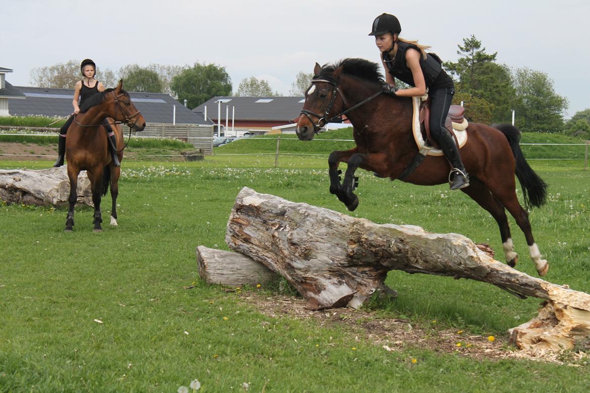 Anden særlig race Jiva billede 4
