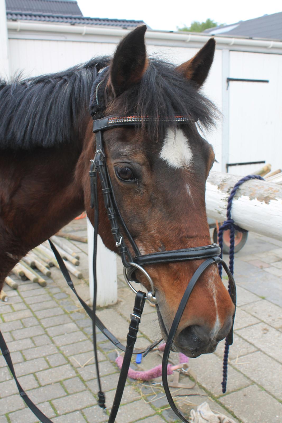 Anden særlig race Jiva billede 5