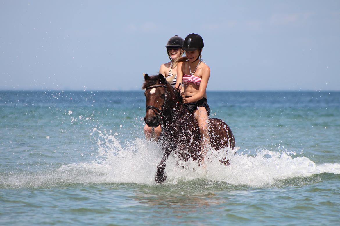 Anden særlig race Jiva billede 6