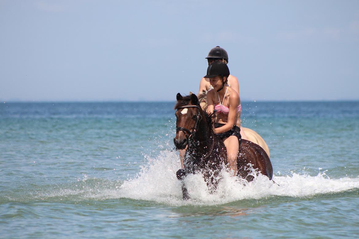 Anden særlig race Jiva billede 7