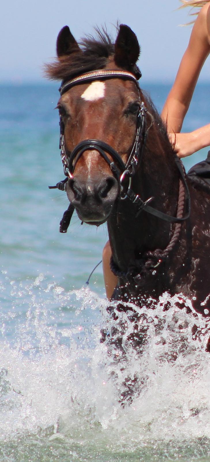 Anden særlig race Jiva billede 8