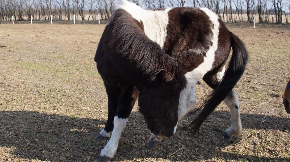 Islænder Hafnir, hesten uden pandelok :P billede 22