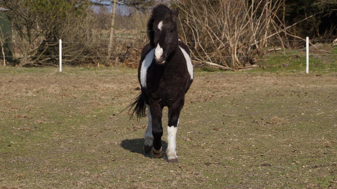 Islænder Hafnir, hesten uden pandelok :P billede 23