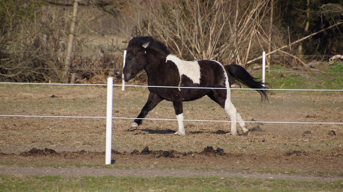 Islænder Hafnir, hesten uden pandelok :P billede 25