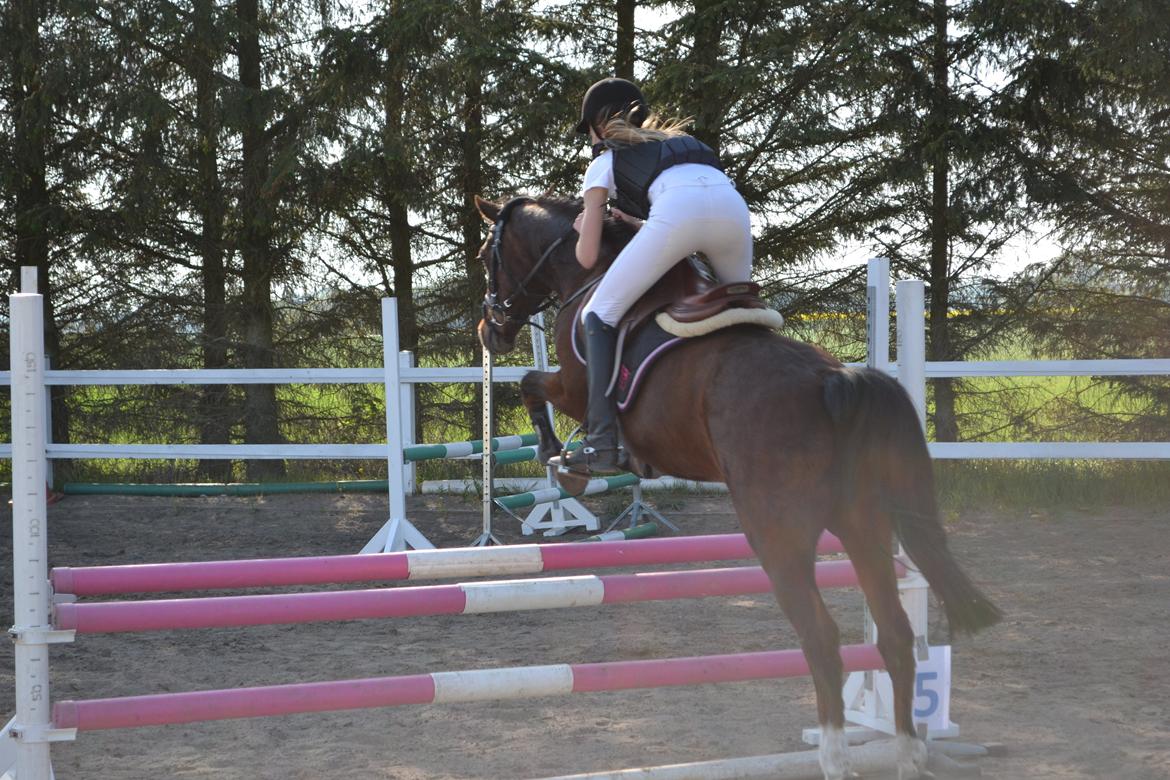 Anden særlig race Jiva billede 10