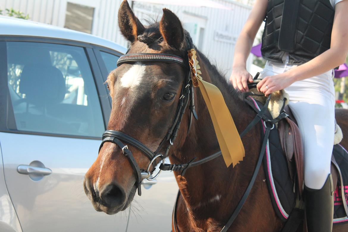 Anden særlig race Jiva billede 1