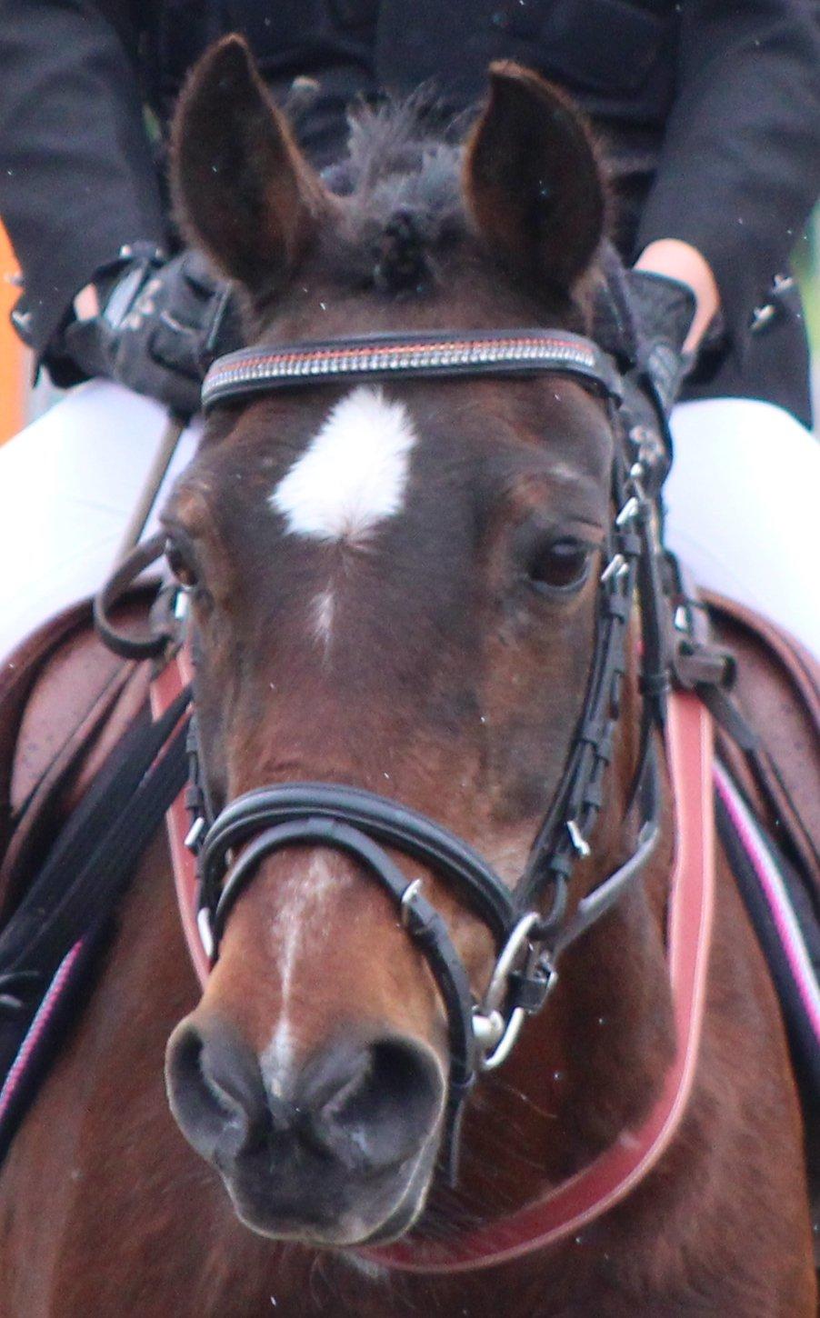 Anden særlig race Jiva billede 12