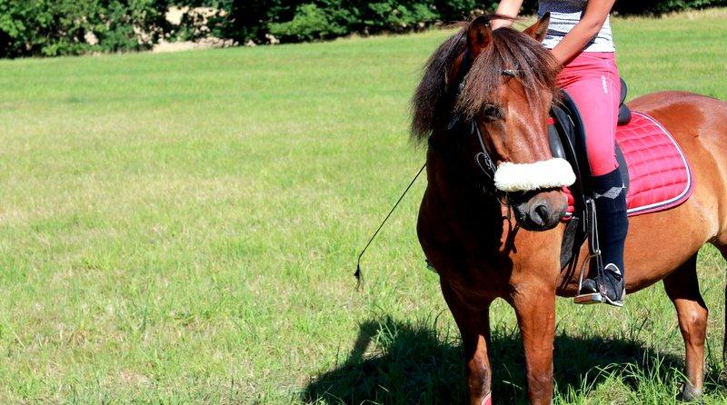 Gotlandsruss Eruss <3 billede 11