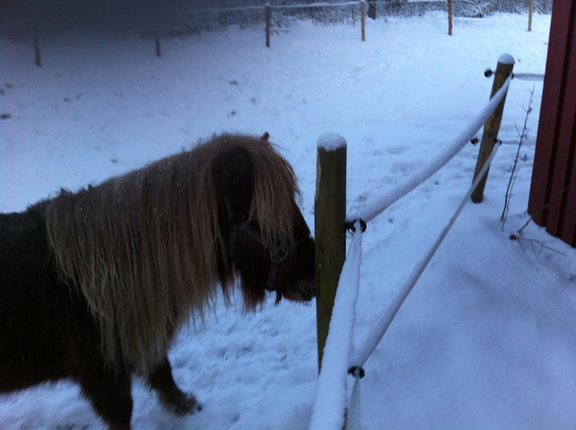 Miniature Alberte billede 3