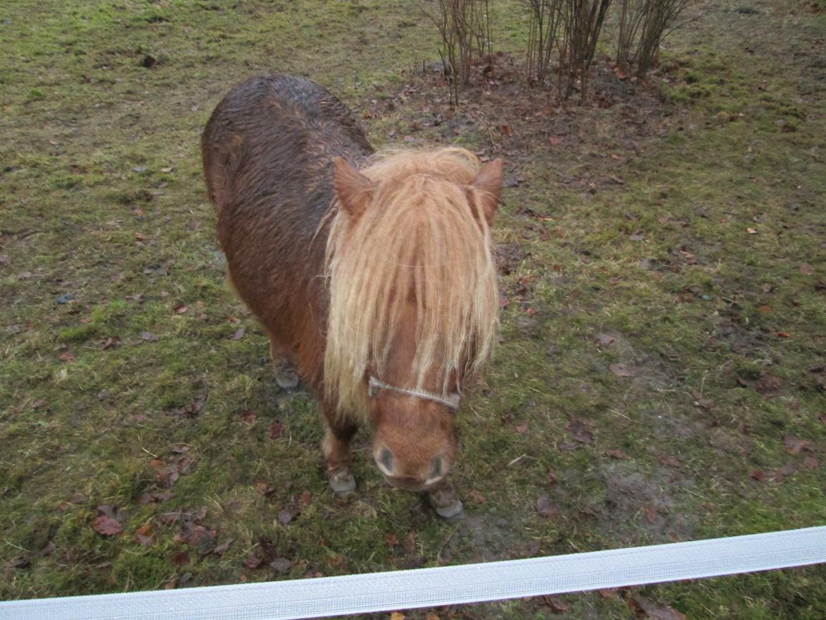 Miniature Alberte billede 6