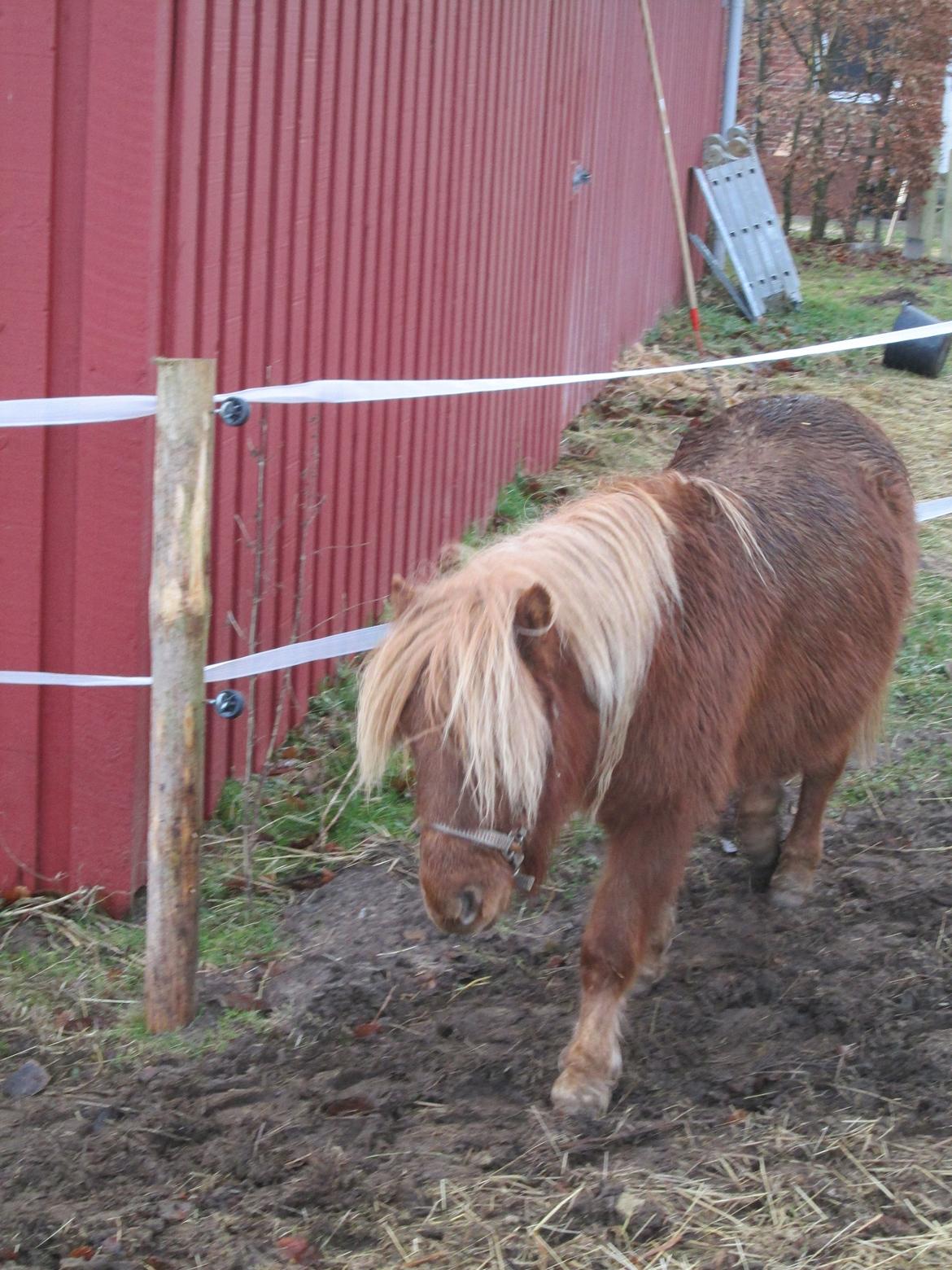 Miniature Alberte billede 9