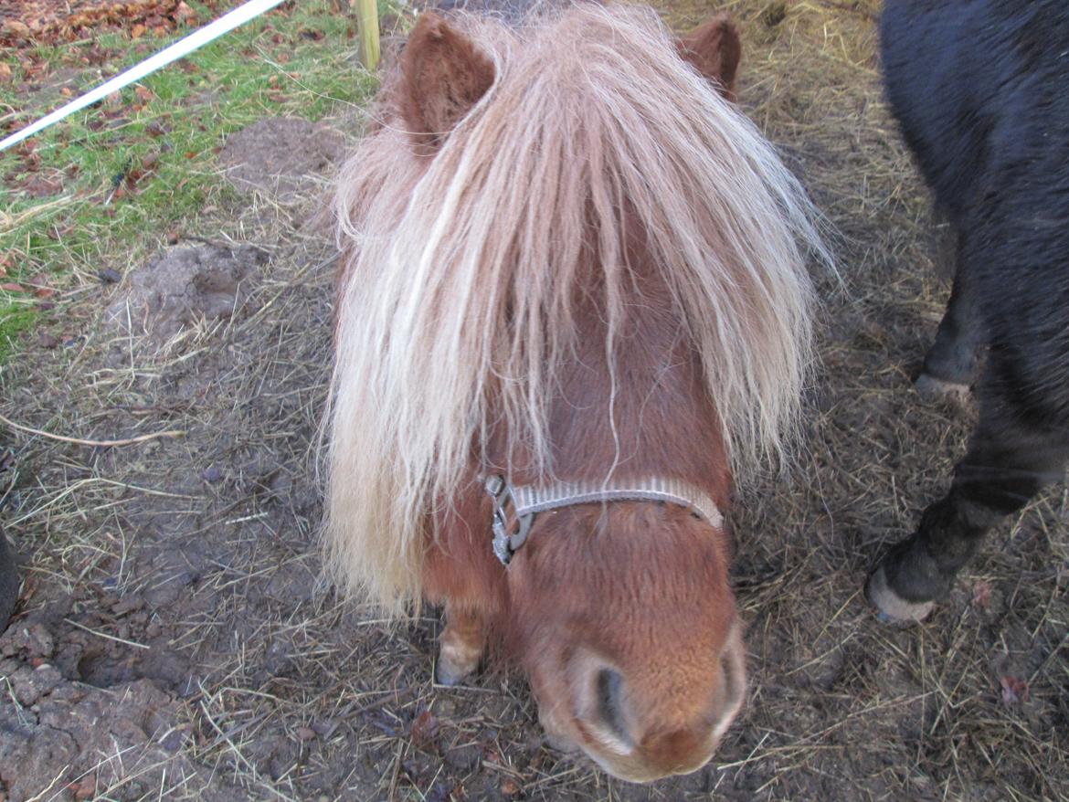 Miniature Alberte billede 12