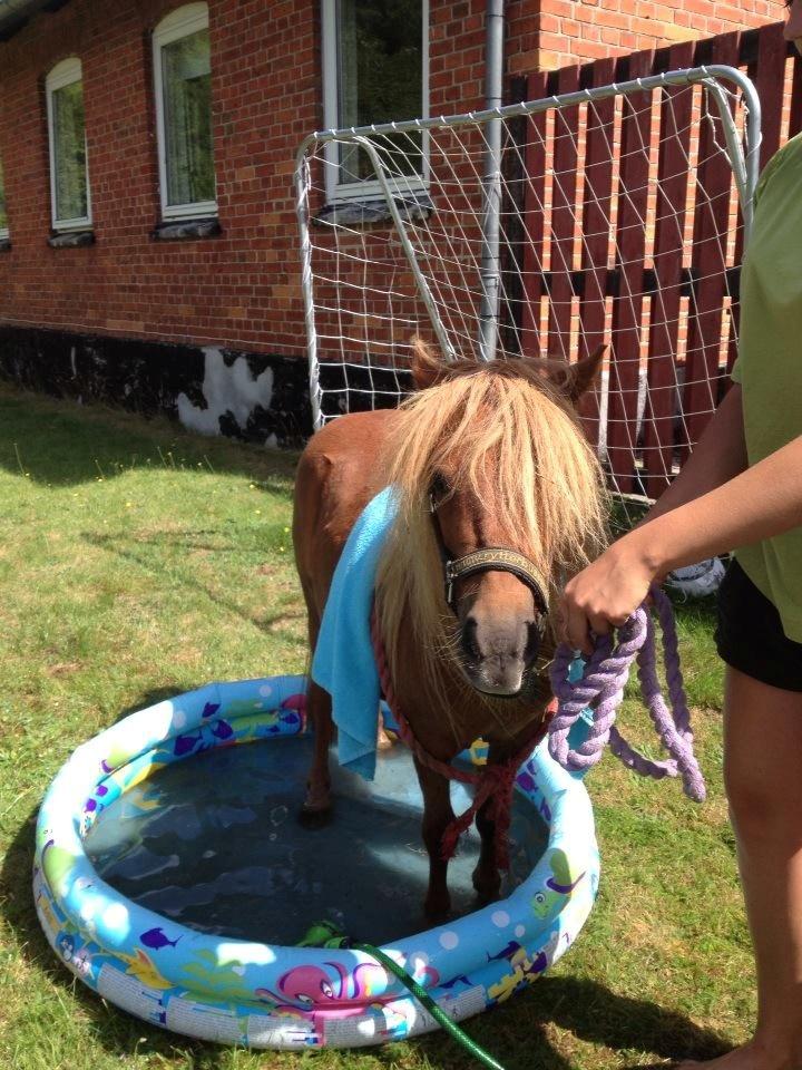 Miniature Alberte billede 1