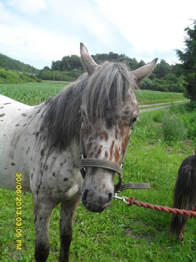 Knabstrupper paolo billede 13