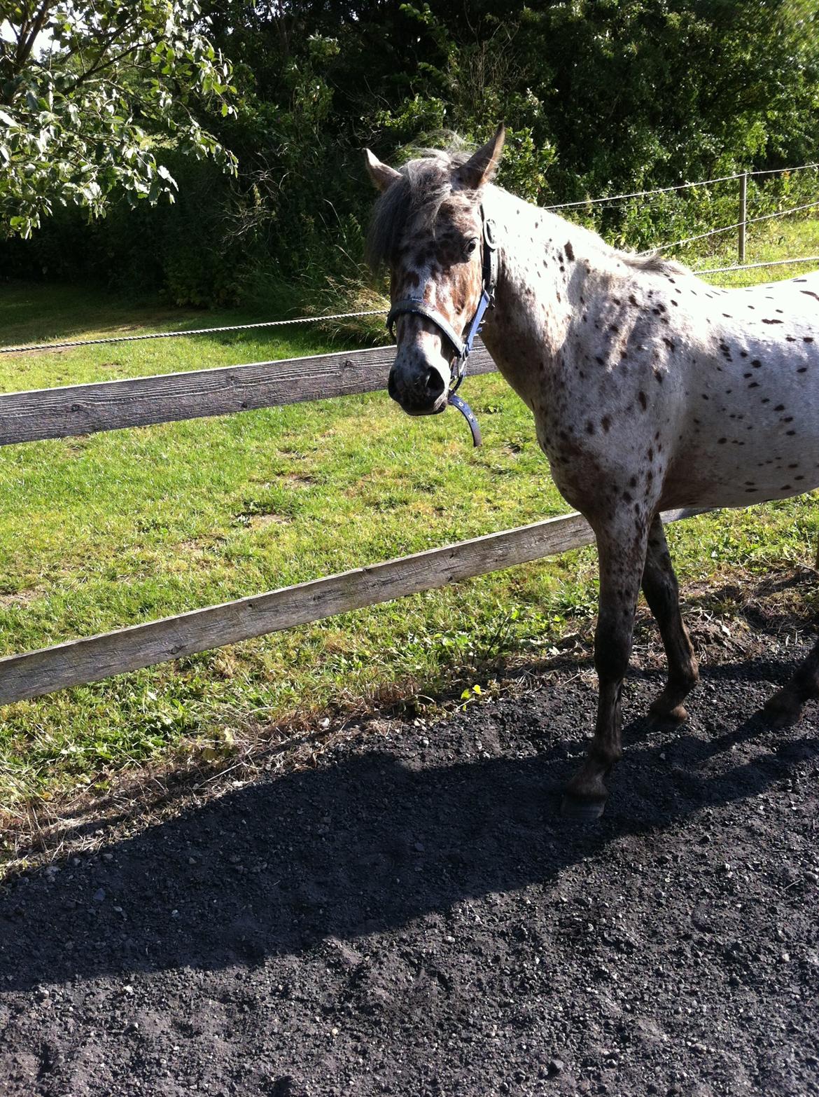 Knabstrupper paolo billede 12