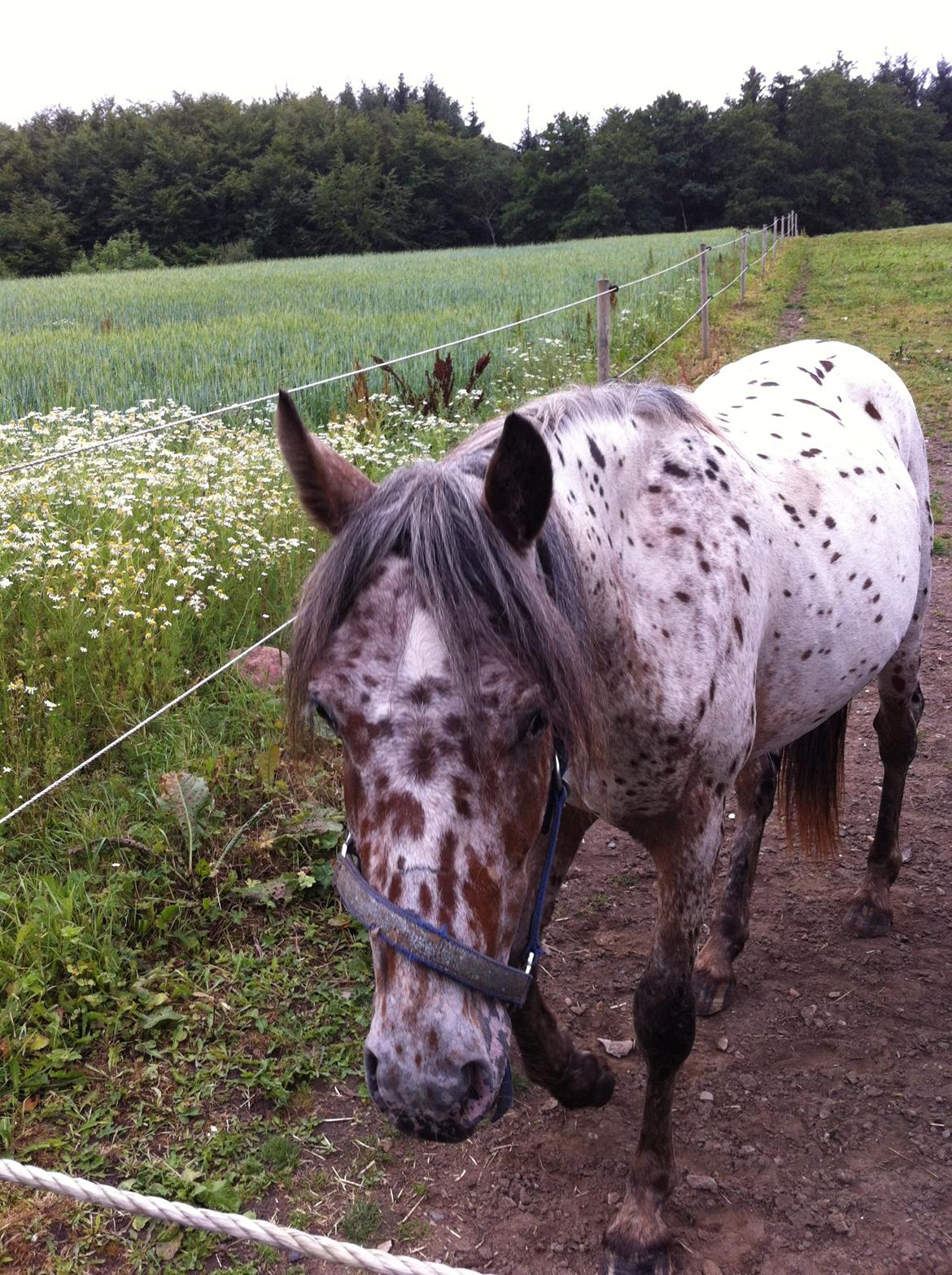 Knabstrupper paolo billede 14