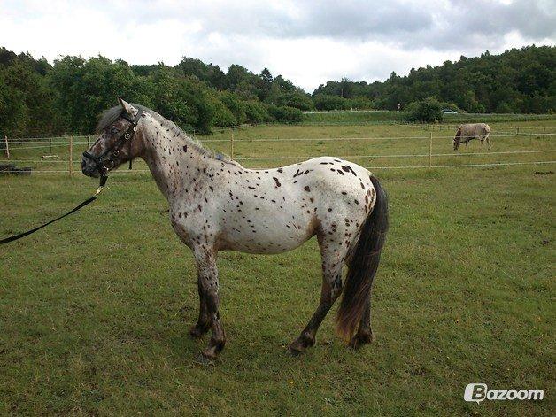 Knabstrupper paolo billede 15