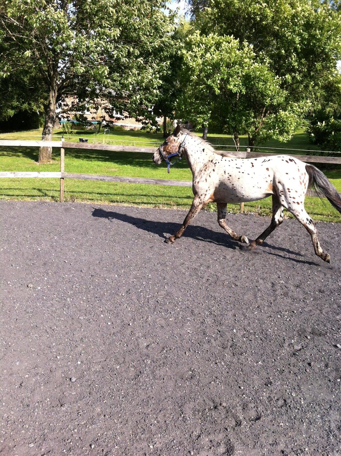 Knabstrupper paolo billede 16