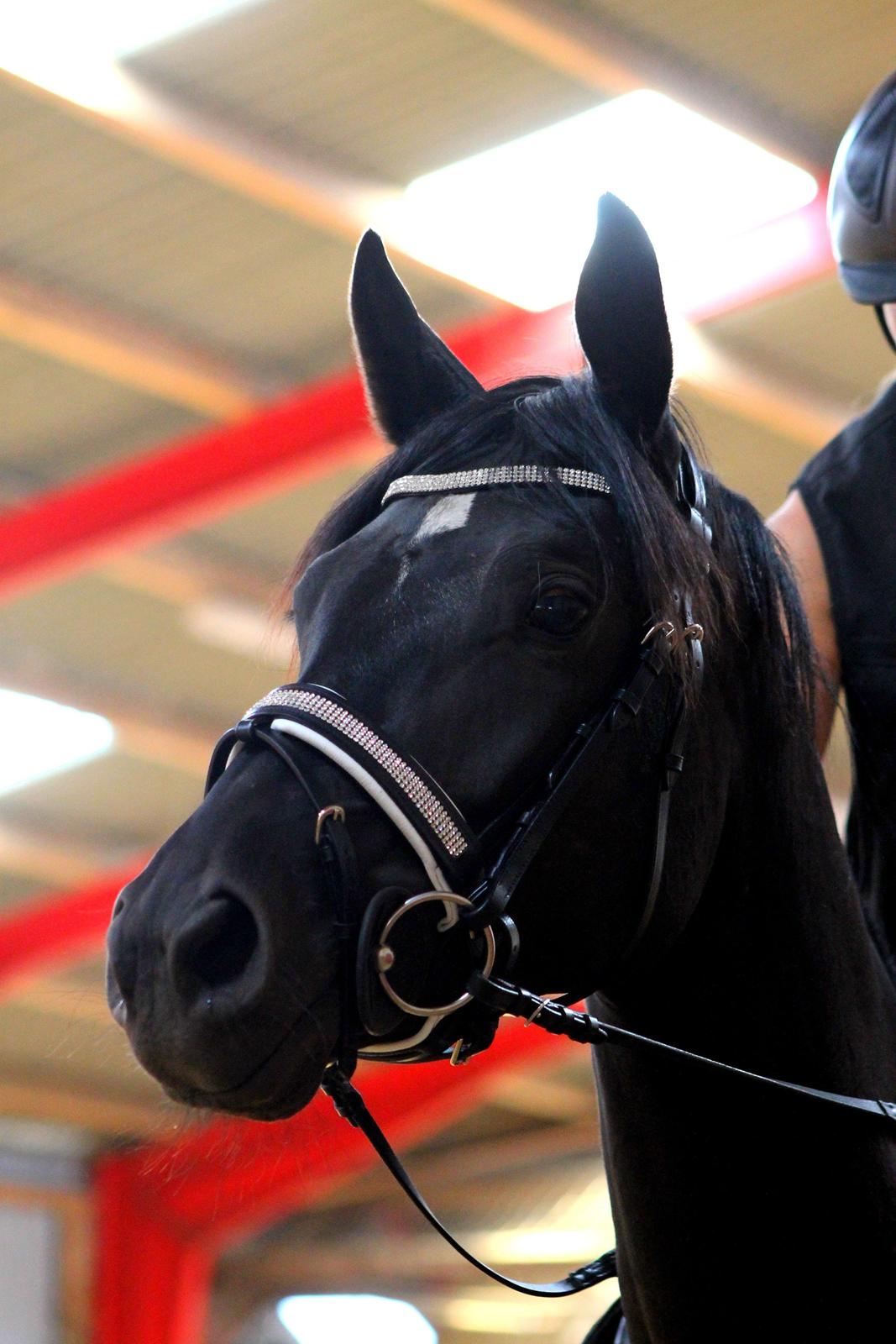 Trakehner Felippa *Prinsessen* billede 1