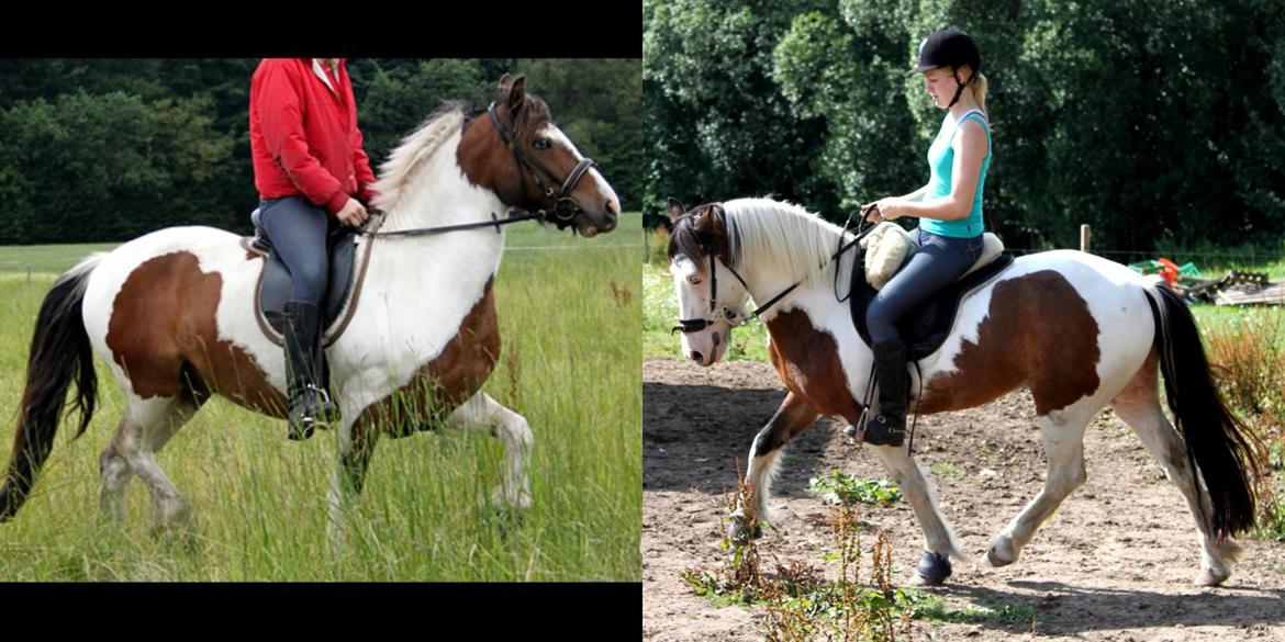 Irish Cob Crossbreed Palle - til højre: dressur træning den 29/6
til venstre: dressur træning den 30/7
Er stolt over at han på en måned har forbedret sig så meget. :-D billede 13