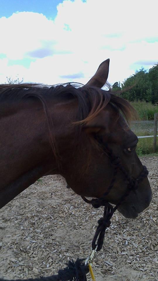 Anden særlig race Marielunds Faiht!<3 My Soulmate!<3 - Faiht har lært at ryste med hovedet! <3 Det lærte hun på 5 min. <3 Ret stolt! billede 12