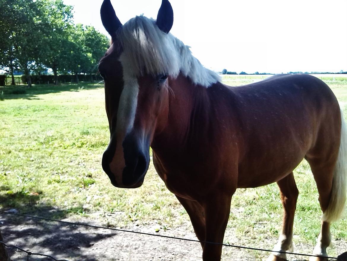 Haflinger Albert billede 8