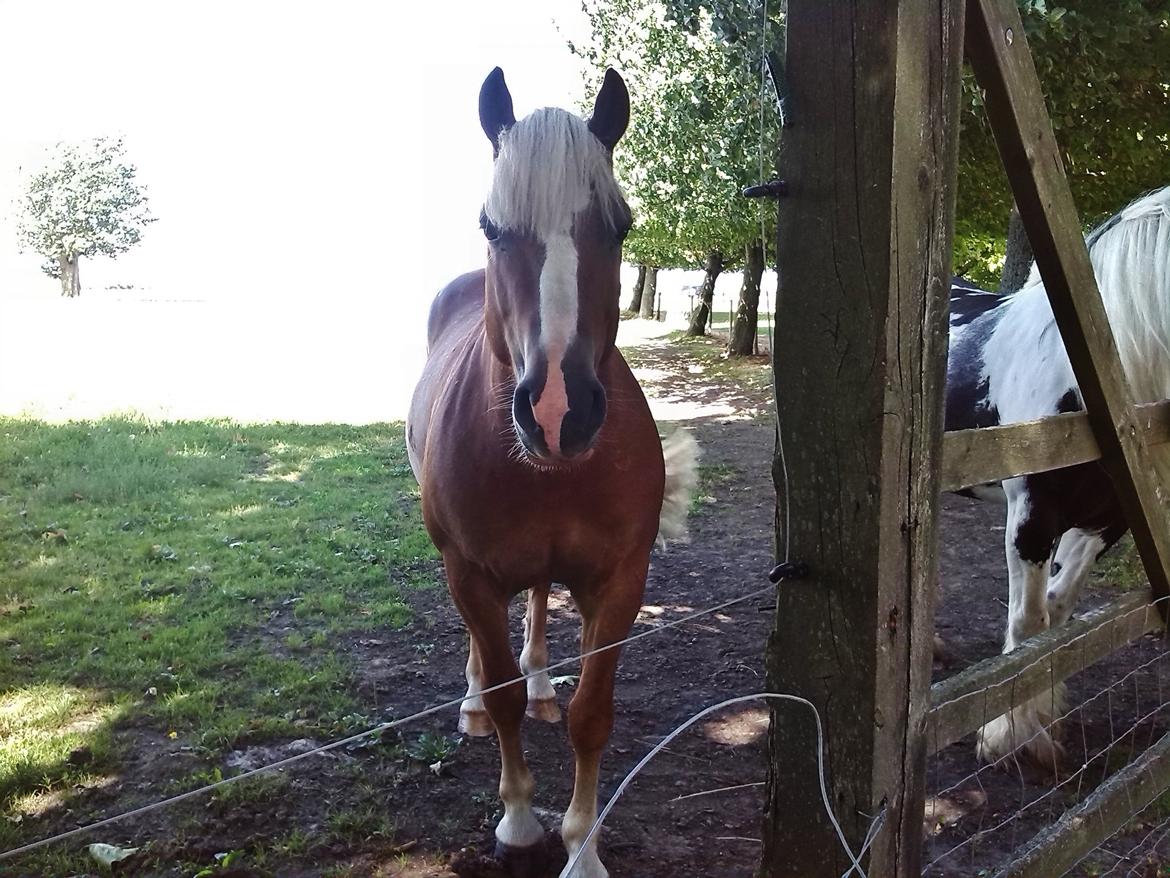 Haflinger Albert billede 9