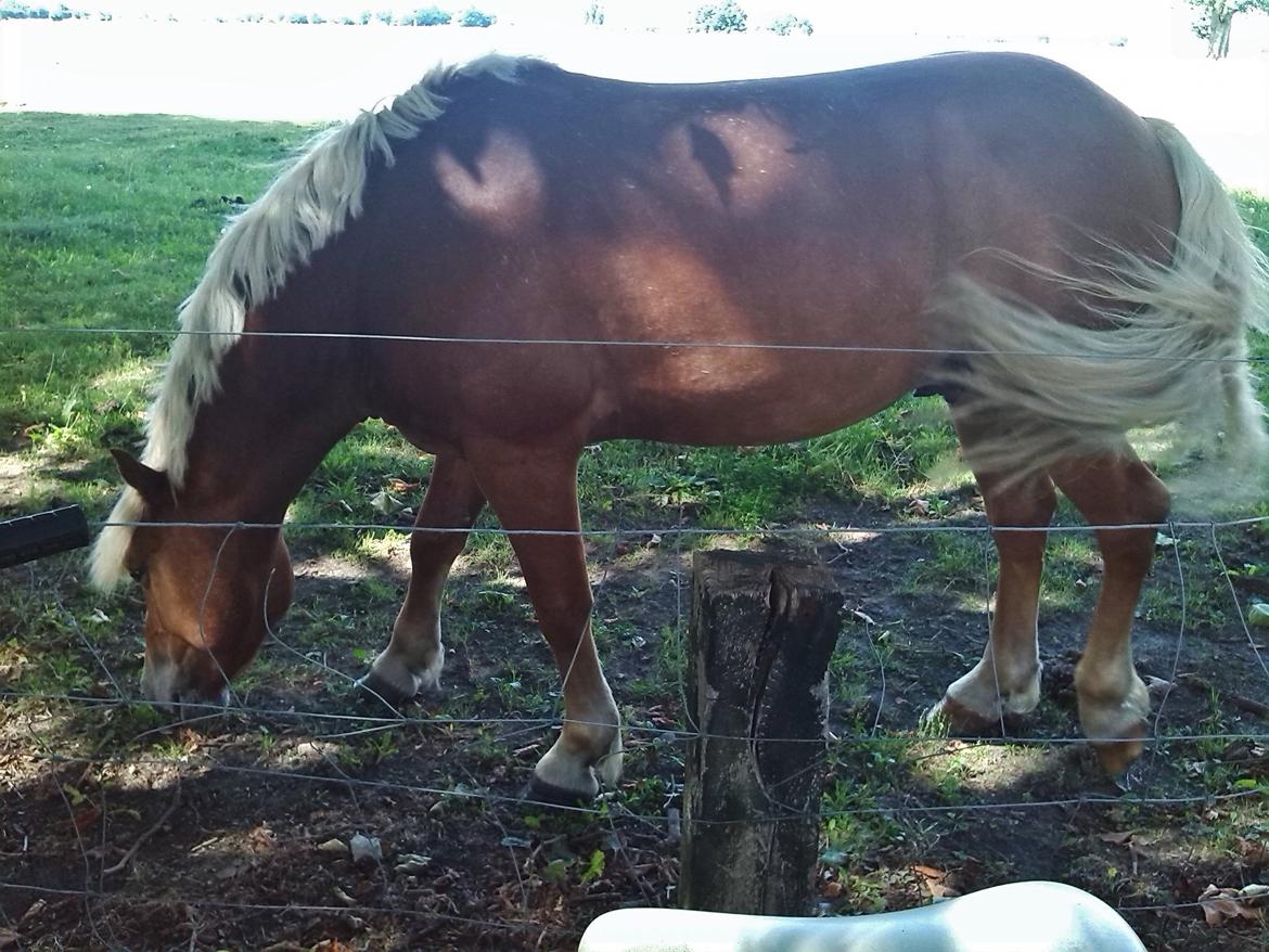 Haflinger Albert billede 10