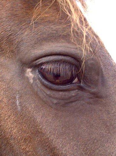 Anden særlig race Marielunds Faiht!<3 My Soulmate!<3 - Only a real friend can be that beauty ... billede 15