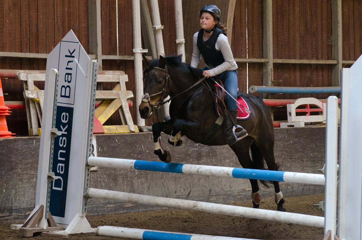 Anden særlig race shannon/shane - her er et sponsorbillede vi sprang 90 cm billede 10