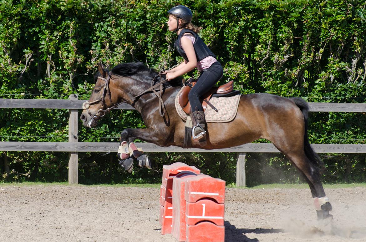 Anden særlig race shannon/shane - her springer mig og tøssen den farlige mur ;-) billede 11
