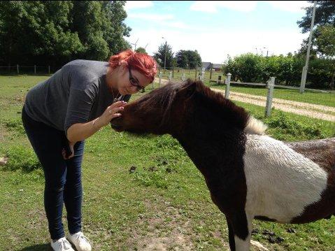 Shetlænder Ambassador (Basse) *himmelhest* - Basse som lige er blevet vasket, men er stadig lige så kælen og opmærksomheds søgende som altid  billede 15