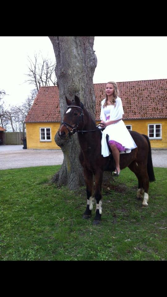 Anden særlig race Jiva billede 2