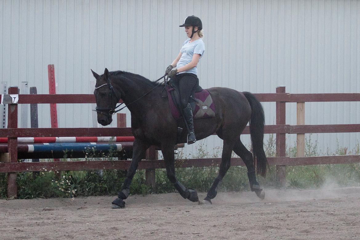 Anden særlig race Paskal - Juli 2013 billede 13