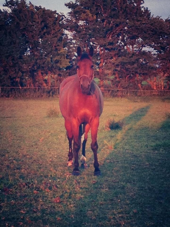Anden særlig race Nikita   *TUTTE*   >>VBH<< - 1/ Min elskede skat! <3 (Foto: Mig) billede 1