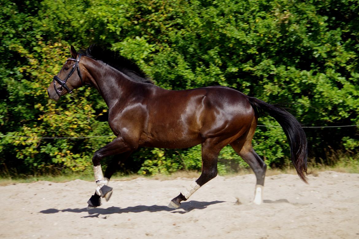 Dansk Varmblod Baunehøjens Fürst Flügger billede 6